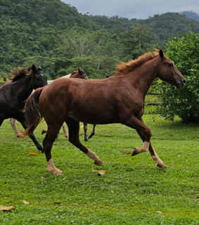 belize-horseback-riding-image 3