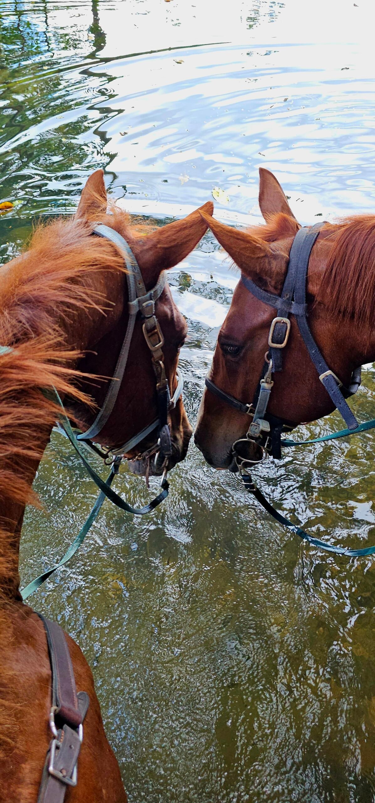loveable horses jungle horseback