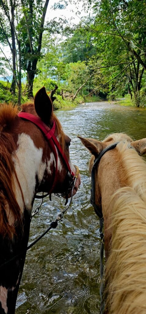 green acres jungle horseback at mile 36 on the hummingbird highaway cayo south district - 12
