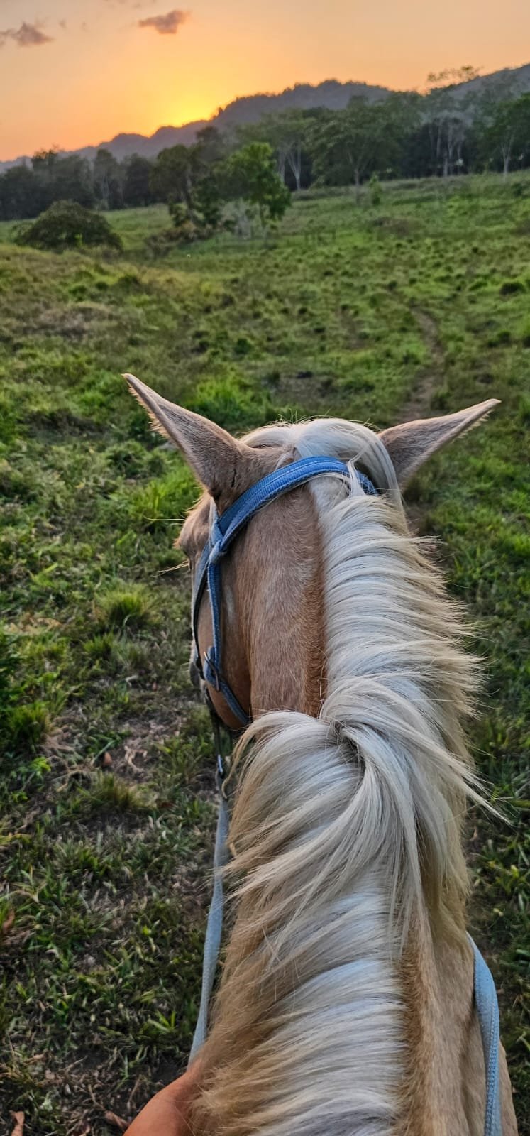green acres jungle horseback at mile 36 on the hummingbird highaway cayo south district - 4