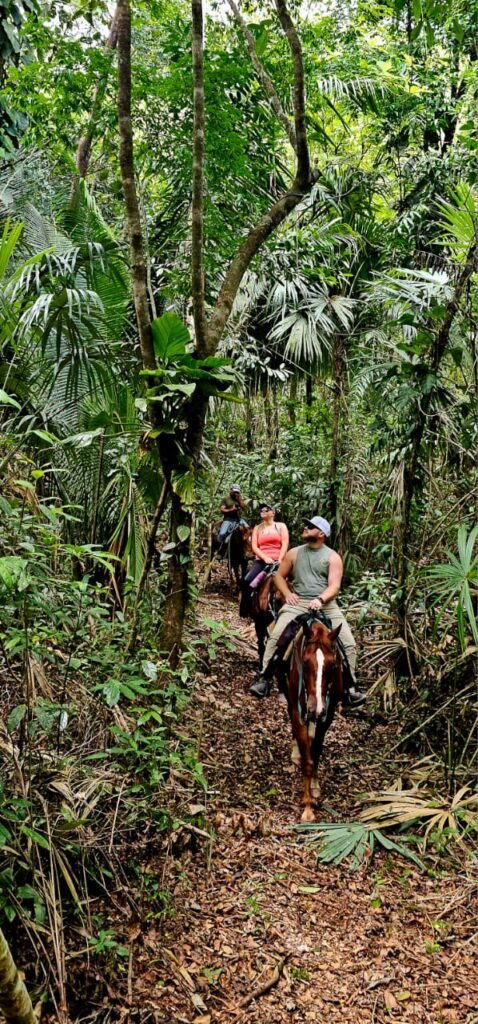 green acres jungle horseback at mile 36 on the hummingbird highaway cayo south district - jungle 1